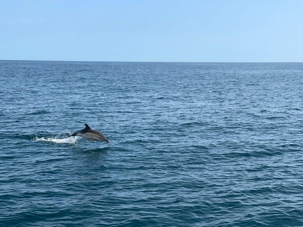 Dolphin elite sailing
