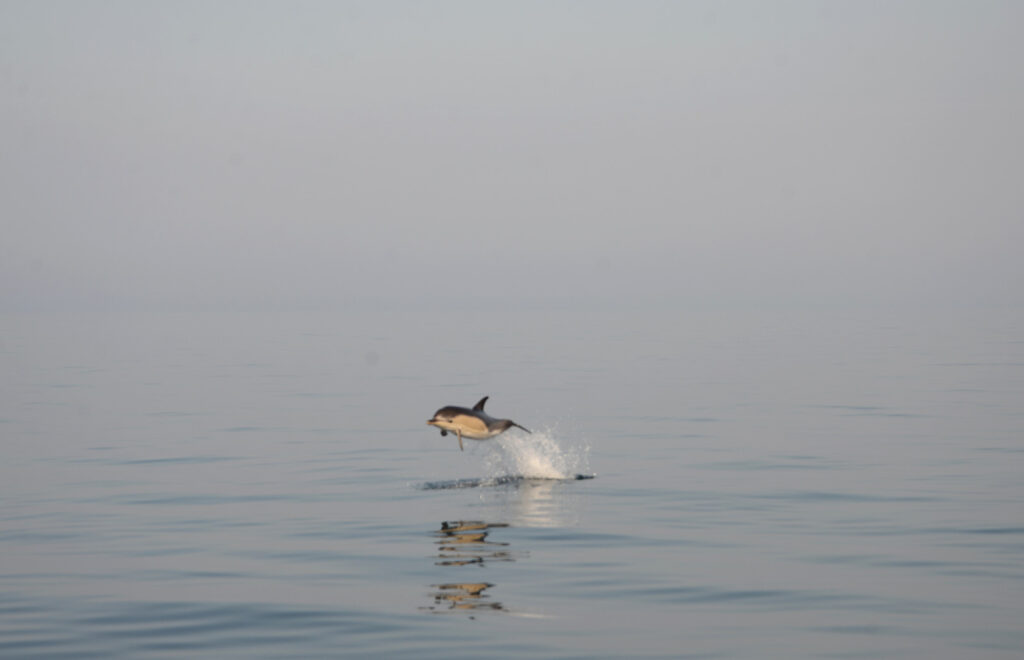 Dolphin elite sailing
