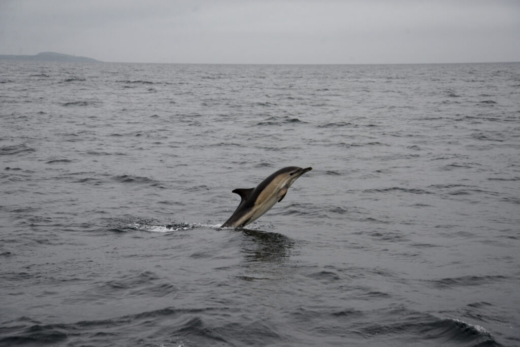 Dolphins Sailing Scotland