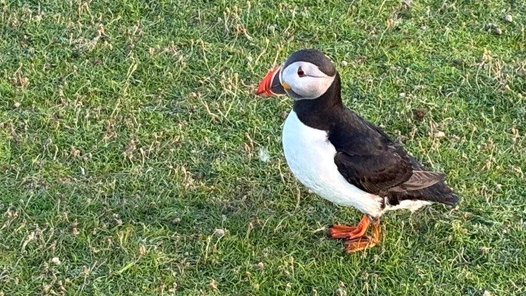 Puffin Scotland Sailing Fair Isle